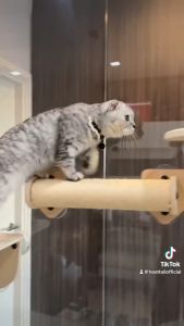 Hosttail wooden jumping ที่นอนและของเล่นแมวติดกระจก