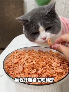 Freeze-Dried Cat Snacks Antarctic KrillWeight Gain Beauty Balance Fat Supplement Nutritional Calcium Cheek Hair Teeth Kitten Snacks