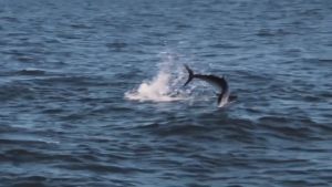 Sougayilang Joran dan Reel 1.8 Meter 2 Bagian Casting Fishing Rod dan 18 + 1 BB 7.2:1 Rasio Gear Rem Magnetik Baitcasting Reel Memancing Baris Lure Combo Set