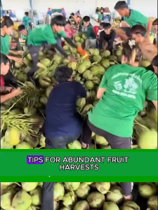 [SALE 50%]   POS BOOSTER COCONUT  Fruiting Fertilizer  Fast Fruit Booster- Increases Fruit Yield .++