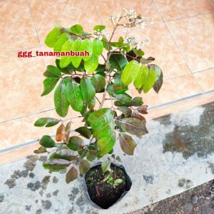 Bibit Kelengkeng Merah Kondisi Sudah Berbunga