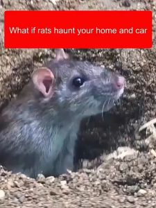 Rat Killer Poison Pellets & Effective Rodent Repellent Tablets