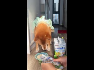 Sữa Uống Liền Cho Chó Mèo Doggyman Dễ Tiêu Hóa Dinh Dưỡng Cao Thương Hiệu Nhật Bản Gói 200ml