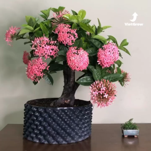 BẦU ƯƠM V6 BÁN THEO MÉT TỚI