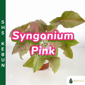 Syngonium Pink Indoor Plant House Plant Pokok Hidup Hiasan Dalam Rumah Real Live Plant Ornamental Plant SHS KEBUN