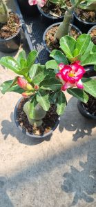 ชวนชม ส่งแบบคละดอก ส่งพร้อมกระถางดำ