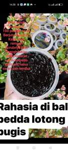 bedda lotong hasbugis masker lulur NR