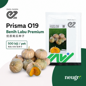 Enza Zaden PRISMA 019 Pumpkin Seed (500 Seeds)
