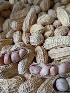 Kacang Kulit Oven  Murah Putih Bersih 1kg