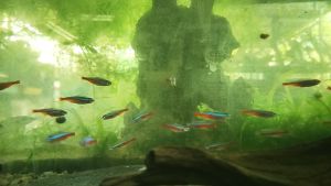 CARDINAL TETRA 2.5CM