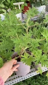 Cây Đuổi Muỗi Hoa Phong Lữ Hoa Hồng JUN GARDEN Rose scented Geraniums