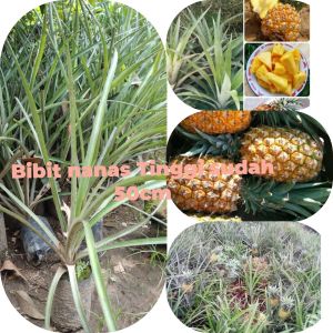 Promo Jika Beli 5 Bonus 1 bibit Nanas super unggul / bibit nanas jumbo siap di lahankan / bibit nanas madu super jumbo