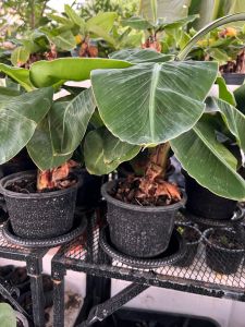 กล้วยหอมแคระ