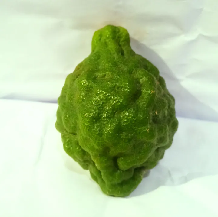 Jeruk%20Purut%20Jantan%201%20Kg%20-%20Image%202