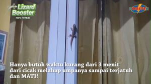 Racun Cicak Terbukti Membasmi Cicak Tokek & Kecoa Ampuh