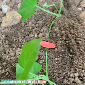 sét 50 kẹp ghim KGCD10CM dùng cố định cành gốc. dây leo rau cây con...dài 10cm