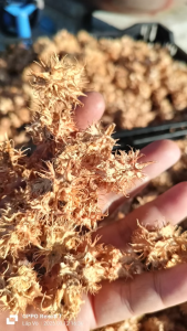 Hạt giống cây ăn trái cóc lùn Thái ( 1 gói 5 hạt )