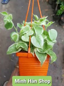 Cây trầu bà mini treo cửa sổ lớp học decor ban công hoặc để bàn trang trí quán cà phê Minh Hân Garden