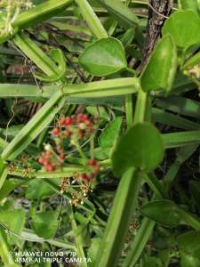 เพชรสังฆาต ปลูกง่าย ชุด 10 กิ่ง