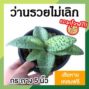 ว่านรวยไม่เลิก พร้อมกระถาง 5 นิ้ว ต้นไม้มงคล เรียกโชคลาภ เสริมความร่ํารวย ไม้ฟอกอากาศ ไม้ประดับตกแต่งบ้าน คอนโด