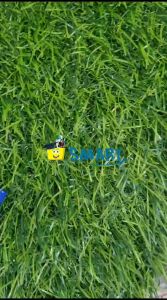 (1PAK ISI 12PCS)STANDARD BALLPOINT AE7 BIRU