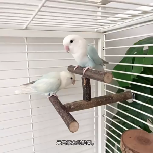 🇸🇬 Pet Bird Perch Stand Natural Wood