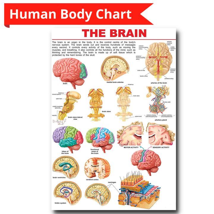 The Human Brain Science Educational Laminated Wall Chart for your kids ...