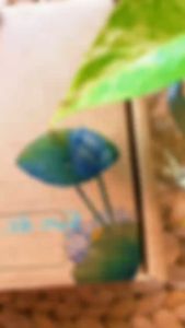 Trà Hồng Sâm Sơn Mật 100% Tự Nhiên