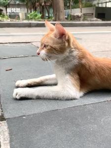 MEOW FANS | All Stage Rescue Cat Food Chicken Based