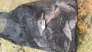 Essen Ikan Mas Black Killer Durian Usar Reinco Fishing 15-30ml