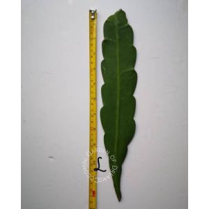 Epiphyllum CUTTING Fragrant Orchid Cactus Cereus Queen Of Night