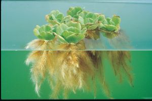 Water Lettuce (Aquatic Plant)