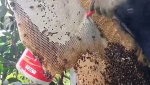 A.DORSATA WILD TUALANG HONEY (20 SACHETS x 8G)