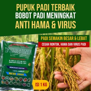 (PUPUK PADI TERBAIK 1 KG HARGA MURAH UNTUNG BANYAK) Fortune Pupuk Pelebat dan Pembesar Bulir Tanaman Padi Terbaik Anti Blast Akar Gada Kerdil Padi dan Semua Jenis Hama Virus Penyakit Padi