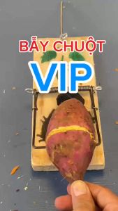 Bẫy chuột không cần mồi - Vòng đập bằng thép nguyên bản - Cách hiệu quả và an toàn để tiêu diệt chuột