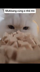 (HỎA TỐC 2H)200g Thịt sấy khô cho mèo đồ ăn vặt cho mèo gà sấy gan sấy trứng lòng đỏ sấy trộn với hạt cho mèohạt cho chó