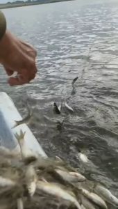 Jaring ikan jaring melekit jaring tenggelam lapisan tunggal jaring terapung sutera lembut yang diimport 1 jari jalur putih kecil jaring ikan kecil mulut kuda ikan sutera putih