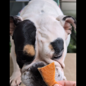OMAKASE FREEZE DRIED Salmon Dog & Cat Single Ingredient Dehydrated Pet Treats