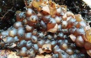 1lit mật ong dú rừng Tây nguyên