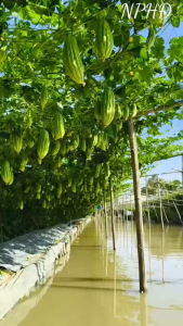 HẠT GIỐNG KHỔ QUA TÂN HIỆP THÀNH MIO 168 (20gam) nảy mầm cao kháng bênh rất tốt trái ngắn năng suất cao