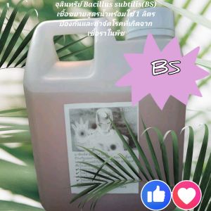 จุลินทรีย์รักษาโรคพืช บาซิลลัส ซับทิลิส BS เชื้อขยายสูตรน้ำพร้อมใช้ขนาด 1 ลิตร