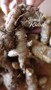 Temu Ireng: Beli Grosir & Untuk Kesehatan