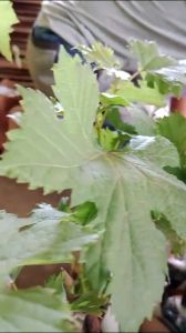 BIBIT ANGGUR IMPORT JACK SALUTE SUPER BERGARANSI