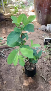 Cây Ổi Nữ Hoàng - Tổng thể tầm 40-50 cm - Thích hợp trồng chậu mau cho quả!