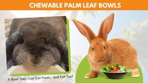 TMF Chén tô dĩa làm từ Mo Cau đồ chơi gặm cho Thỏ Bọ an toàn organic 100% areca palm sheath