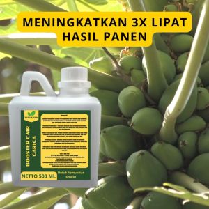 Pupuk Pelebat Carica / Pupuk Buah Carica / Pupuk Booster Carica / Pupuk Carica