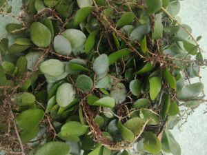 daun sisik naga obat herbalalami untuk tbc 500grm