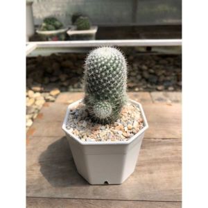 แคคตัสแมมมิลลาเรียเข็มเงิน (Mammillaria Geminispina)  หนามสีเงินสั้นๆ รอบลำต้น ลูกดก กว้าง 3.5-4 cm