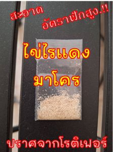 ไข่ไรแดง มาโคร สะอาด อัตราฟักเร็ว ปราศจากโรติเฟอร์