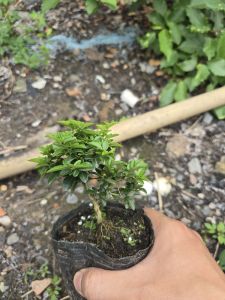 kim quýt thái mini bonsai